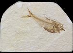 Bargain Diplomystus Fossil Fish - Wyoming #41136-1